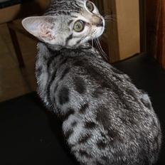 Bengal S*Leopardette´s Pandora