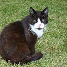 Huskat Laban *R.I.P*