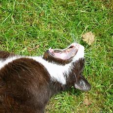 Huskat Laban *R.I.P*