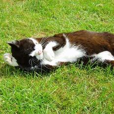 Huskat Laban *R.I.P*