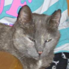 Huskat Dusty *R.I.P*