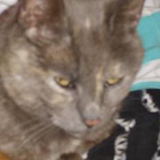 Huskat Dusty *R.I.P*