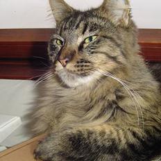 Maine Coon Tazz