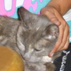 Huskat Dusty *R.I.P*