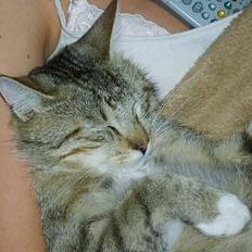 Huskat Speedy *Forsvundet*