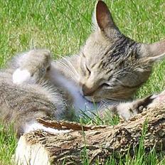 Huskat Speedy *Forsvundet*