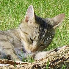 Huskat Speedy *Forsvundet*