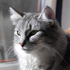 Norsk Skovkat VIVIENNE