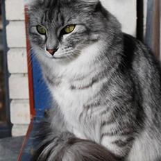 Norsk Skovkat VIVIENNE