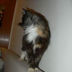 Norsk Skovkat Kisser