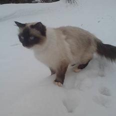 Hellig Birma Josefine (død) :'(