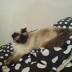 Hellig Birma Josefine (død) :'(