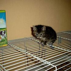 Huskat Pjuske Aflivet d.30.05.07