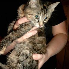 Huskat Pjuske Aflivet d.30.05.07