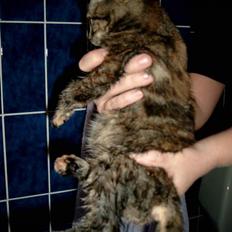 Huskat Pjuske Aflivet d.30.05.07