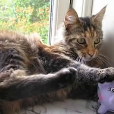 Maine Coon Ditocas Mikki