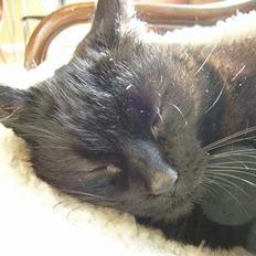 Blanding af racer Misser