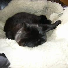 Blanding af racer Misser