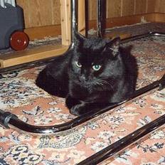 Blanding af racer Misser