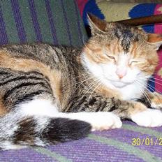 Blanding af racer mille kaldet miau