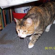 Blanding af racer mille kaldet miau