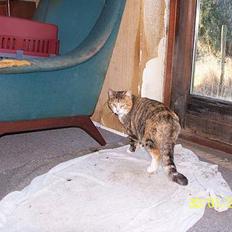 Blanding af racer mille kaldet miau