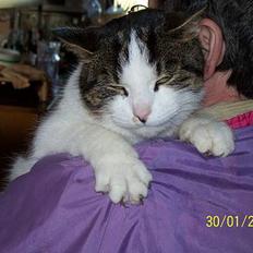 Blanding af racer Nora 