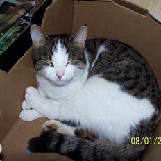 Blanding af racer Nora 