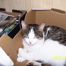 Blanding af racer Nora 