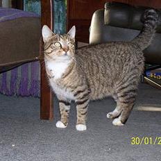 Blanding af racer Grålle 