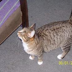 Blanding af racer Grålle 