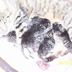 Blanding af racer Grålle 