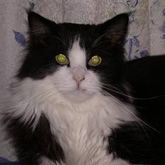 Norsk Skovkat Samson*RIP 25.Januar 08*