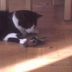 Norsk Skovkat Samson*RIP 25.Januar 08*