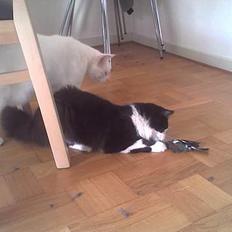 Norsk Skovkat Samson*RIP 25.Januar 08*