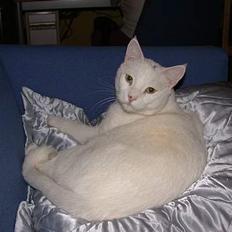 Huskat Bølle * R.I.P 7.Jul 2008*