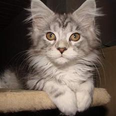 Maine Coon Zahara