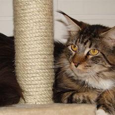 Maine Coon  Moviecoons Aragon