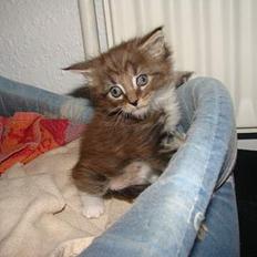 Maine Coon  Moviecoons Aragon