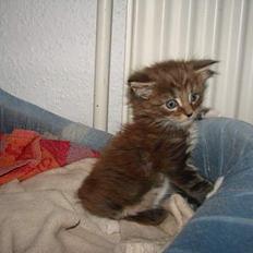 Maine Coon  Moviecoons Aragon