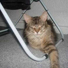 Maine Coon Fabienne
