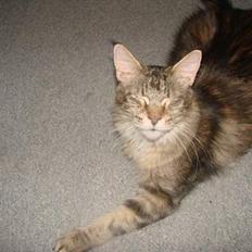 Maine Coon Fabienne
