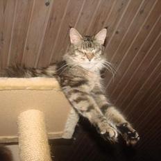 Maine Coon Fabienne