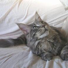 Maine Coon SP Pitho Crookshanks