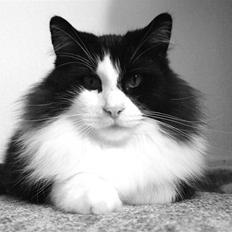 Norsk Skovkat DK Dansbjergs Gastor