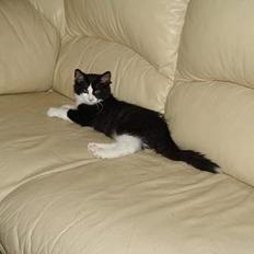 Norsk Skovkat DK Dansbjergs Gastor