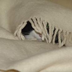 Norsk Skovkat DK Dansbjergs Gastor