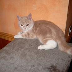 Blanding af racer Duchesse