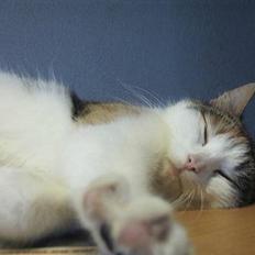 Huskat bettemis'!(:.<3