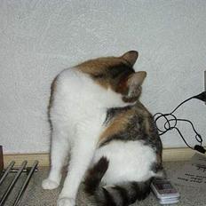 Huskat bettemis'!(:.<3